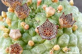 Image result for Urochloa marlothii