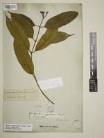 Image result for Hunteria zeylanica