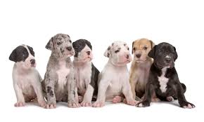 The cost to buy a great dane varies greatly and depends on many factors such as the breeders' location, reputation, litter size, lineage of the puppy, breed popularity (supply and demand), training, socialization efforts, breed lines and much more. Ultimate Guide To Prepare For Great Dane Puppy Welcome