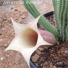 Image result for Tavaresia