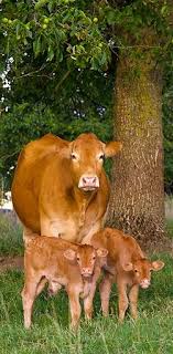 Cow Family Evcil Hayvanlar