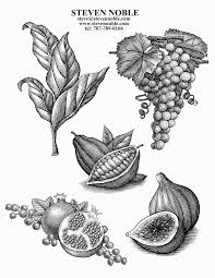 Scratchboard Woodcut Illustrations Ny Steven Noble That Include Grapes Cocoa Fruit Etc Scratchboard Illustration Noble Illustration Woodcut Illustration