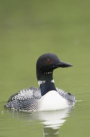 Water Birds Of Northern Michigan Pin By Julie Jourdin Engberg On Pixabay Common Loon Birds Bird Watchers