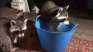 They are regularly spotted nearly most observations of raccoons occur around water, leading to the myth that they wash their food. Mommy And Baby Raccoons Washing Food Youtube