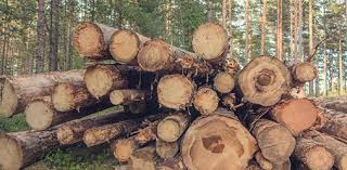 Heartwood tree care is a professional, friendly, reliable, family run tree surgery business serving edinburgh and surrounding area. Heartwood Formation Tree Intelligence At Work
