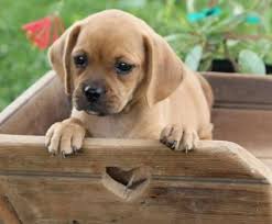 Black And Tan Puggle Puppies For Sale Pug And Dachshund Daug Pug Mixed Breeds Pugs Puggle Puppies