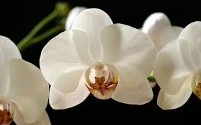 White Orchid Wallpaper Orchid Wallpaper Orchid Flower White Orchids