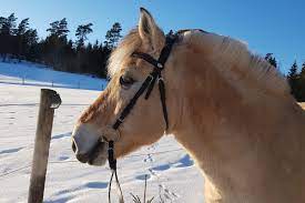 Default sorting sort by popularity sort by latest sort by price: Pferde Im Winter Wann Ist Es Fur Die Tiere Zu Kalt Zum Reiten