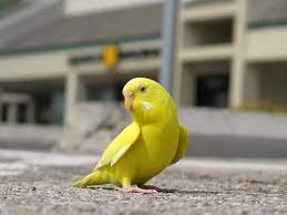 Anything Yellow Lot In Kansas And I M Not Used To Seeing Anything This Bright Around Yellow Bird Yellow Budgie Budgies