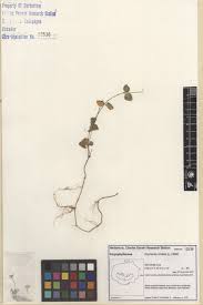 Image result for Drymaria cordata