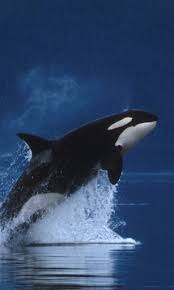 Follow us for regular updates on awesome new wallpapers! 46 Orca Wallpaper Iphone On Wallpapersafari