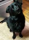 Flat-Coated Retriever Dog Breed Information