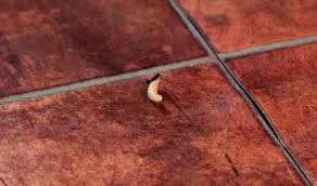 I don't see where they are coming from. Fun With Maggots 2summers