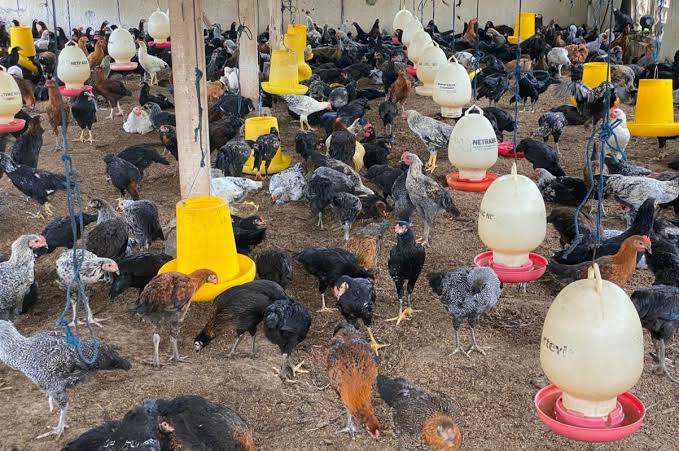 DOC ayam kampung sedang minum