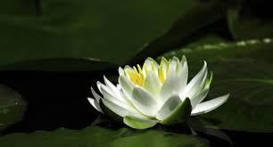 We did not find results for: Aksesoris 33 Gambar Bunga Teratai Salju Simple Dan Minimalis Gambar Bunga