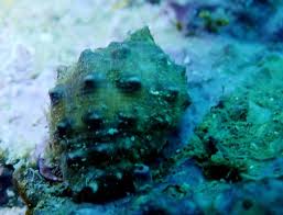 潛水日記（第297-308潛）:珠海萬山島周邊- 每日頭條