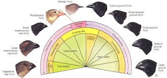 Adaptation In Darwins Finches