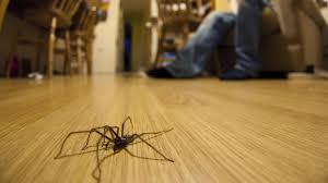 Image result for große winkelspinne biss haut reaktion