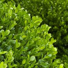 Image result for Buxus