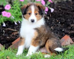 Hi animal lovers, i see you are looking for ohio sheltie puppies for sale 250. Husky Sheltie Mix Puppies For Sale Off 53 Www Usushimd Com