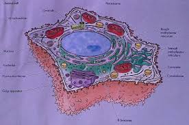 Maybe you would like to learn more about one of these? What Makes Up A Cell Science Academic Departments Gaspar De Portola Charter Middle School