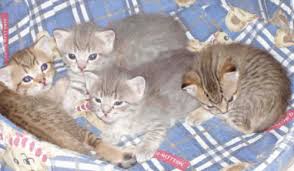 The international cat breeders directory has australian mist kittens for sale as well as all other internationally recognized breeds, and most rare cat breeds. Australian Mist Info Personality Care Kittens Pictures Cat Breed Selector