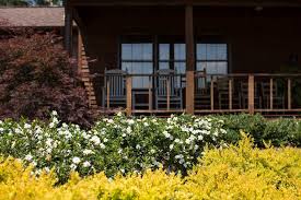 Maybe you would like to learn more about one of these? Double Mint Gardenia For Sale Compare Prices Buy Evergreen Shrubs