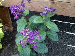 Check spelling or type a new query. Heliotropium Arborescens Fragrant Delight Small Shrub Up To 60 Cm Tall With Wrinkled Leaves And Fragrant Vanila Scent Flowers Royal Purple Fading To Lavender Stock Photo Picture And Royalty Free Image Image 35265183