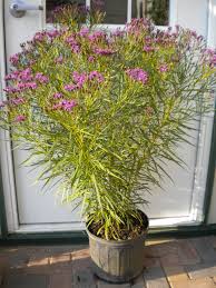 Image result for Vernonia ugandensis