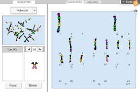 Student exploration human karyotyping gizmo karyotyping activity objectives: Human Karyotyping Gizmo Lesson Info Explorelearning