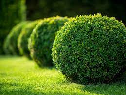 Plants grow to a height of 10 to 15 feet. Growing Boxwood Tips For Caring For Boxwood Plants