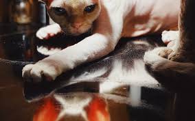 Your cat knows how landing on a counter is supposed to sound, so the crinkliness and movement keep counters clear of human food which may tempt your cats. How To Keep Cats Off Counter Tops Pet Nurture