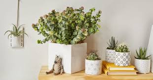 They look best when multiple flowers. Cool Plants To Gift Spring Edition Bouqs Blog
