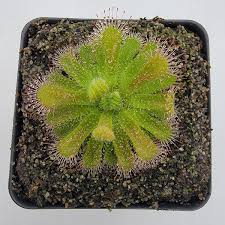 Image result for Drosera burkeana