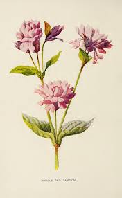 Flowers Plants Botany Vintage Retro Paintings Drawings Books Photos Ads Botanical Prints Botanical Drawings Flower Illustration