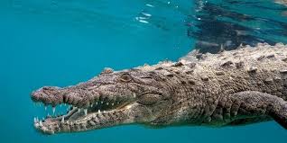 Fılm ındonesıa suzzanna ratu buaya putıh. Hujan Deras Seekor Buaya Raksasa Jalan Jalan Di Lapangan Golf