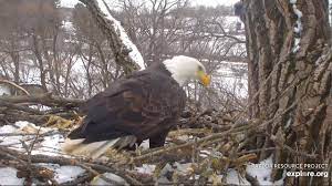 Check spelling or type a new query. Raptor Resource Project Bald Eagle And Bird Of Prey Cams
