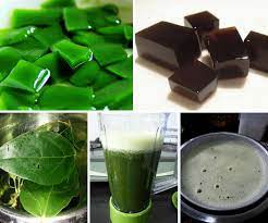Mungkin anda bingung minuman apa yang cocok untuk melepas rasa lelah biasanya cincau hijau maupun cincau hitam diolah sebagai campuran es campur atau minuman. Jenis Jenis Daun Cincau Cara Buat Cincau Secara Homemade