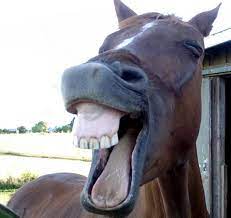 Check spelling or type a new query. No Tooth Fairy Here Equine Dental Disease Can Cause Big Problems Horse Racing News Paulick Report
