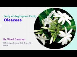 Image result for Oleaceae