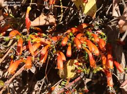 Image result for Halleria lucida