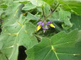 Image result for Solanum mammosum