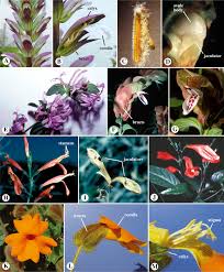 They don't blossom at all during the first. Acanthaceae An Overview Sciencedirect Topics