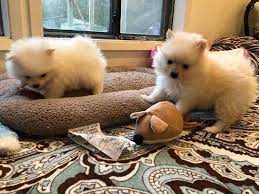 Welcome to palm desert,california, the diamond in the desert! Teacup Pomeranian Puppies Palm Desert Animal Pet