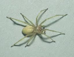 Check spelling or type a new query. Yellow Sac Spider Spider Control Small Flies In House Spider