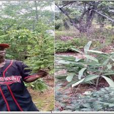 Image result for Cyphostemma spinosopilosum