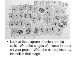 To better understand the process and stages of mitosis. Mitosis Making Two Identical Cells From One Ppt Download