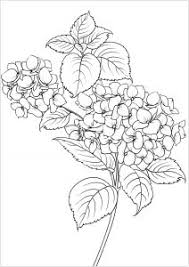 Jun 05, 2018 · if you have neutral colored flowers, try a colorful vase. Flowers Vegetation Coloring Pages For Adults