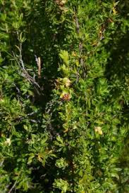 Image result for Cliffortia