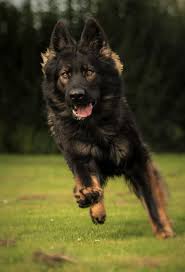 Black Sable Long Coat Gsd Germanshepherd German Shepherd Puppies German Shepherd Black German Shepherd